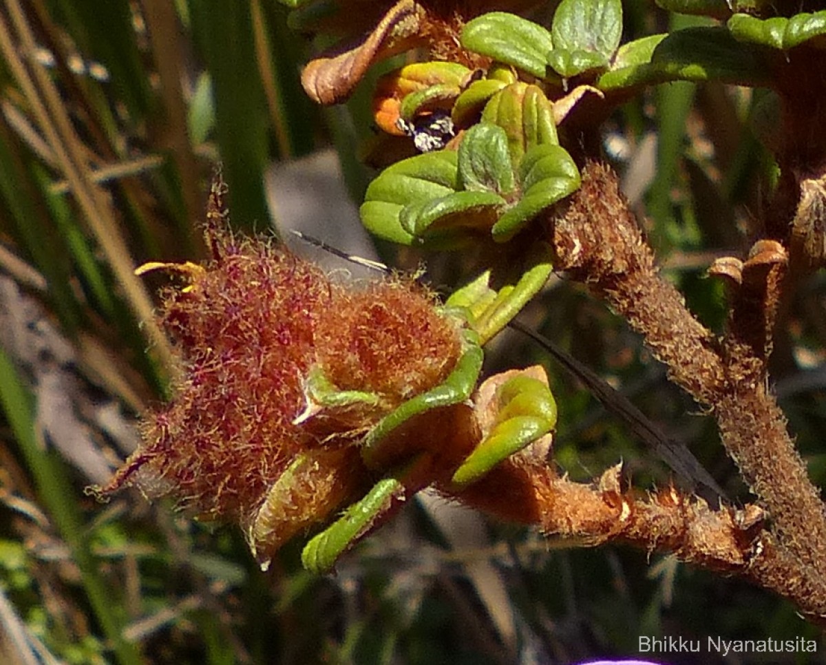 Osbeckia buxifolia Arn.